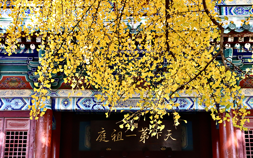 千年银杏的少林传说 是菩提亦是轮回
